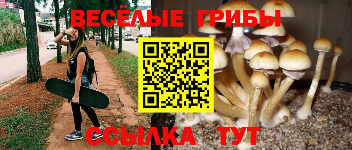 Псилоцибиновые грибы Cubensis Краснокаменск